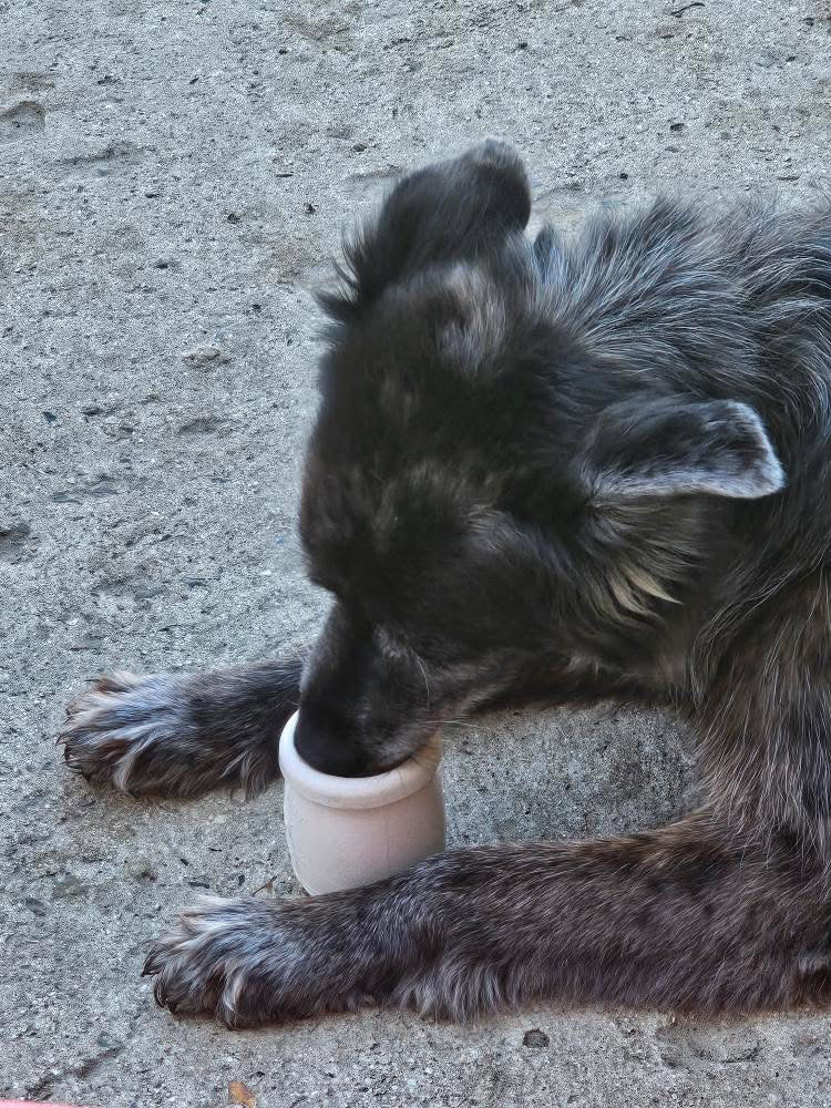 Yoomy Pot - Jouet d’occupation à remplir pour chien