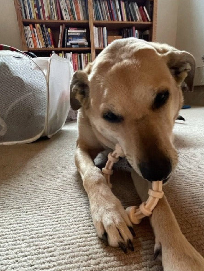 Jouet à mâcher pour chien - Teething Ring infusé au Poulet 🐔 - SodaPup