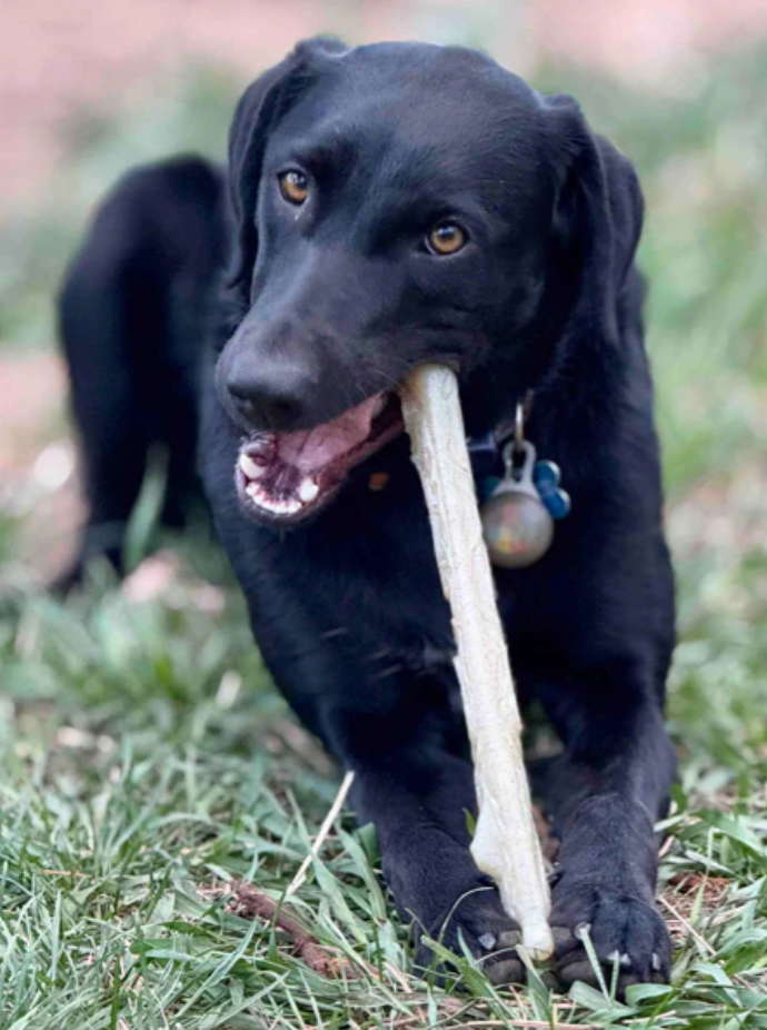 Jouet à mâcher pour chien - Nylon Chew Stick - SodaPup