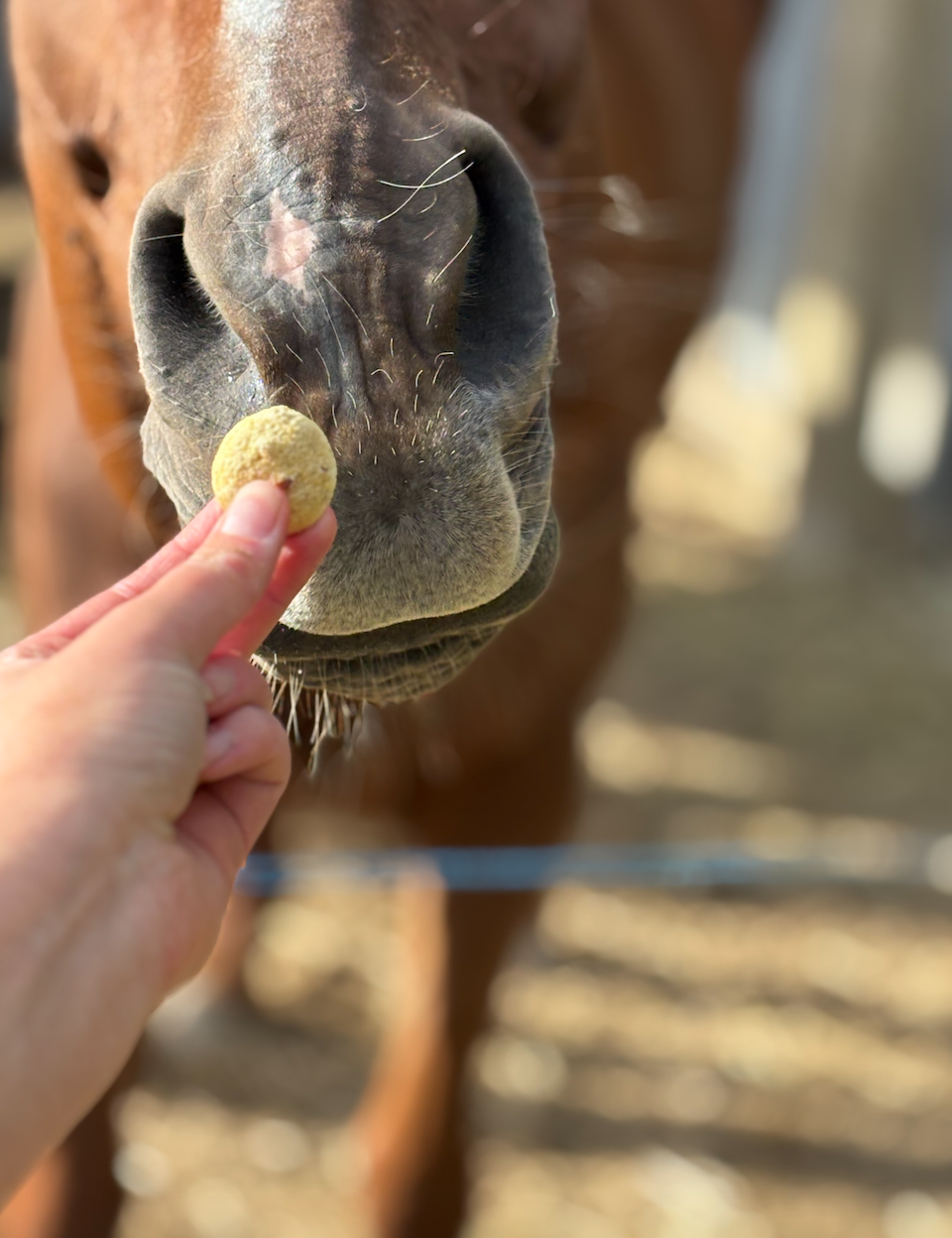 MIX FRIANDISES CHEVAL – Naturelles et sans sucre ajouté