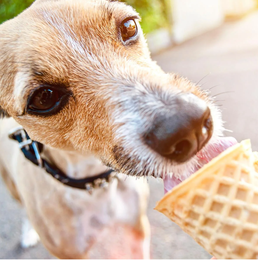 Yaourt galcé pour chien et chat – Yow Up!