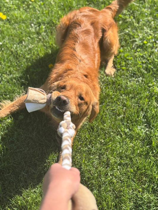 Pourquoi les jouets d’interaction et les tugs sont essentiels pour votre chien