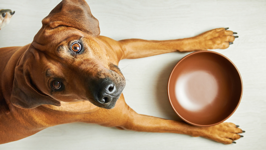 Comment reconnaître que votre chien a des intolérances alimentaires ou est allergique à une protéine ?