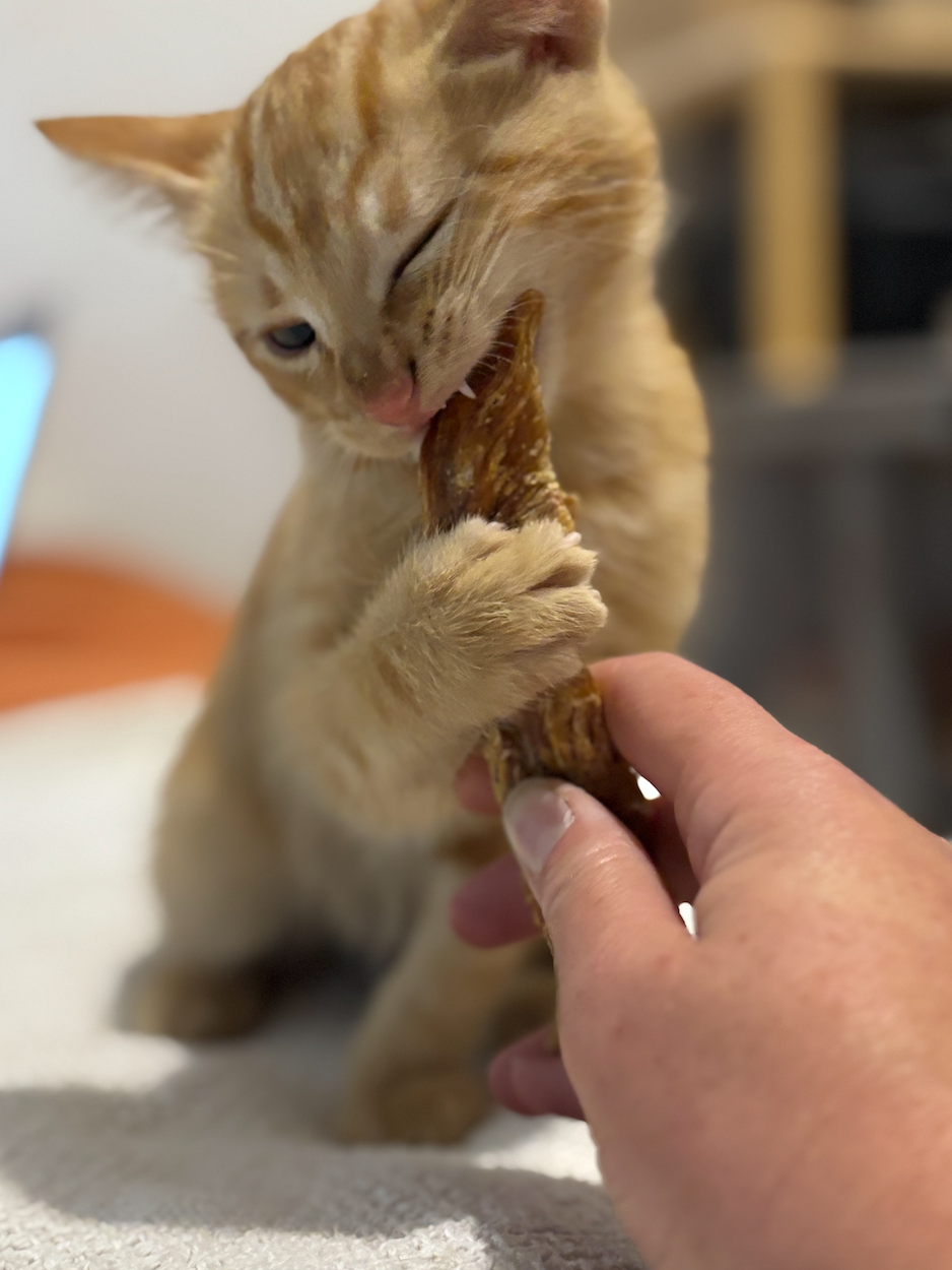 Bien accueillir un chaton à la maison : conseils de Coup d’Patte & Sako&Co pour une arrivée tout en douceur 🌿