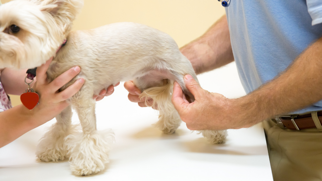 L'arthrose chez le chien et le chat