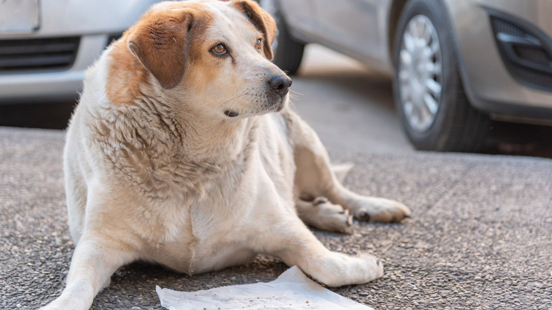 Choisir des friandises faible en matière grasse pour son chien