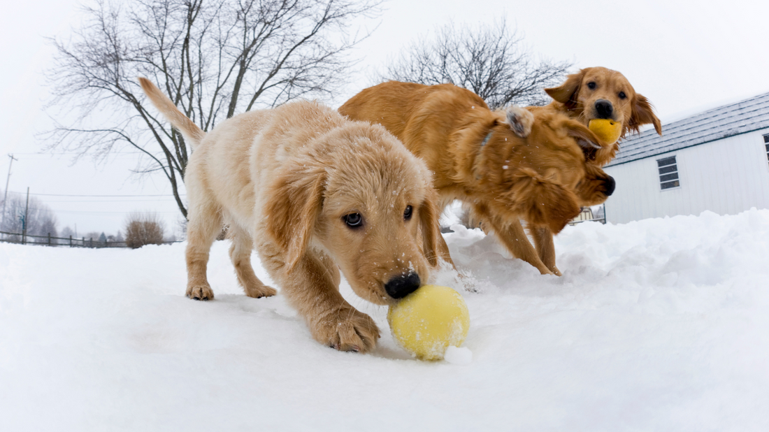 Les besoins naturelles du chien