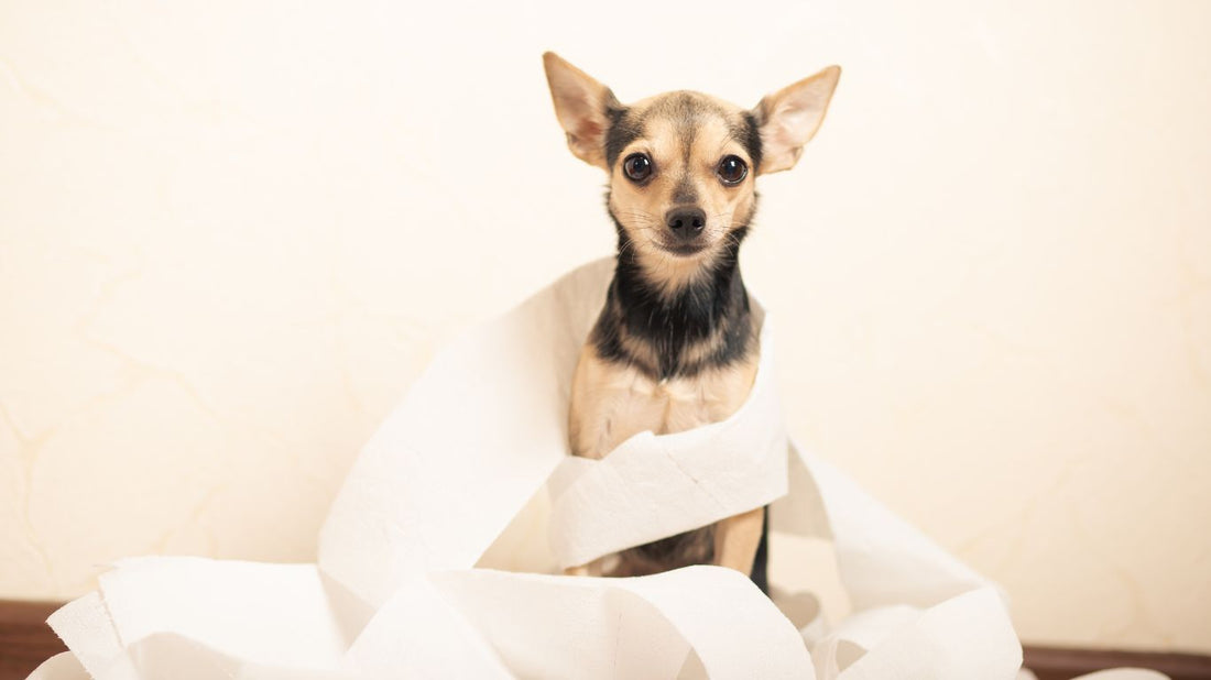 Quelles friandises choisir pour un chien sensible à la digestion ?