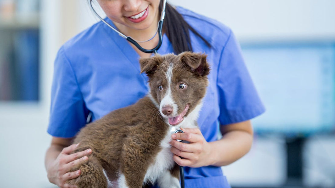 Friandises naturelles pour animaux souffrant d'insuffisance rénale : Guide pratique