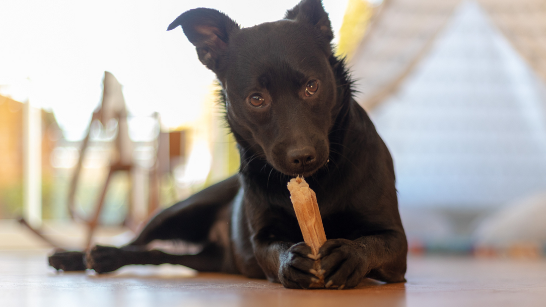 Comment raviver l'appétence des friandises naturelles pour chiens ?