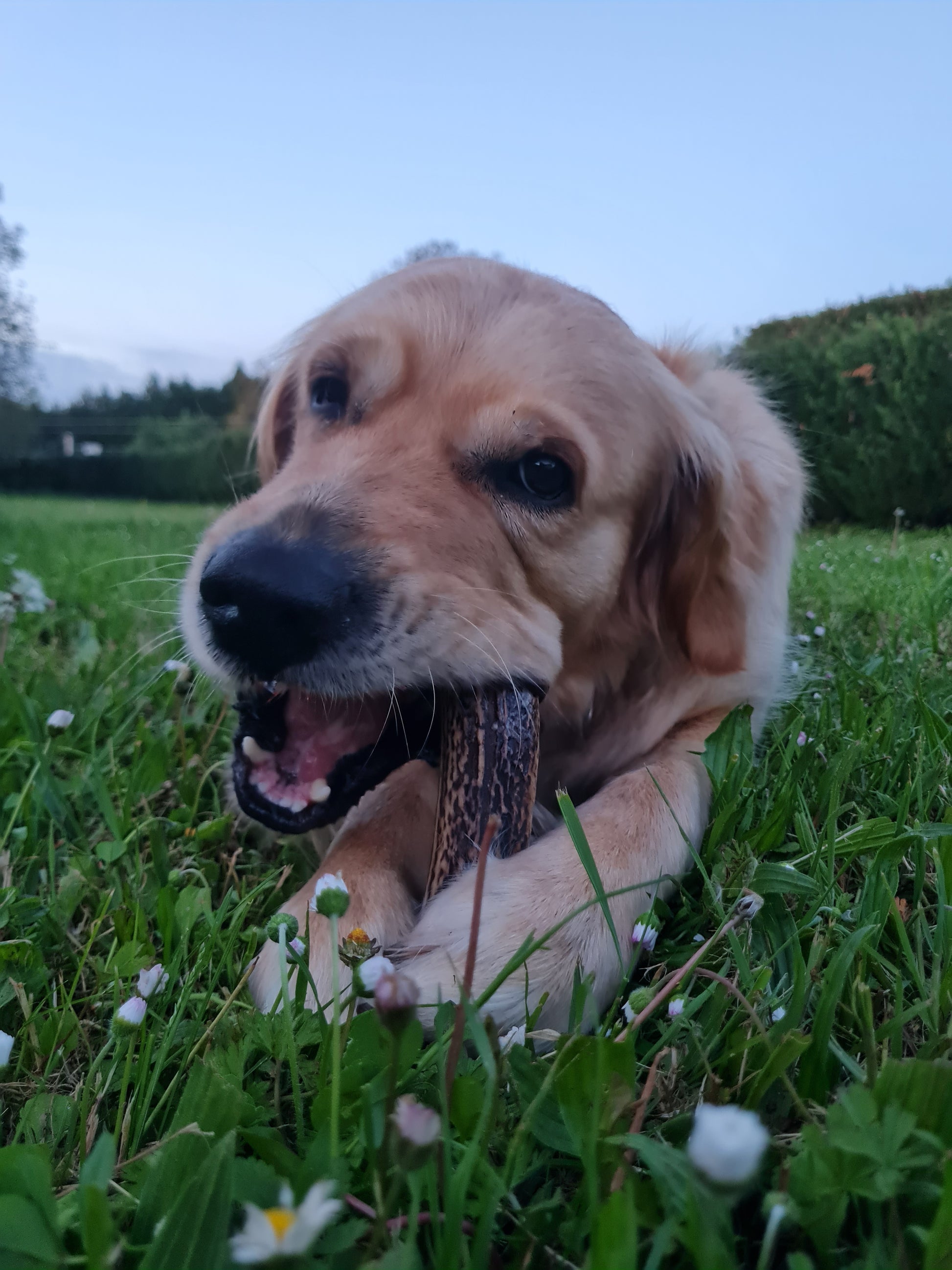 Bois de cerf entier mastication chien