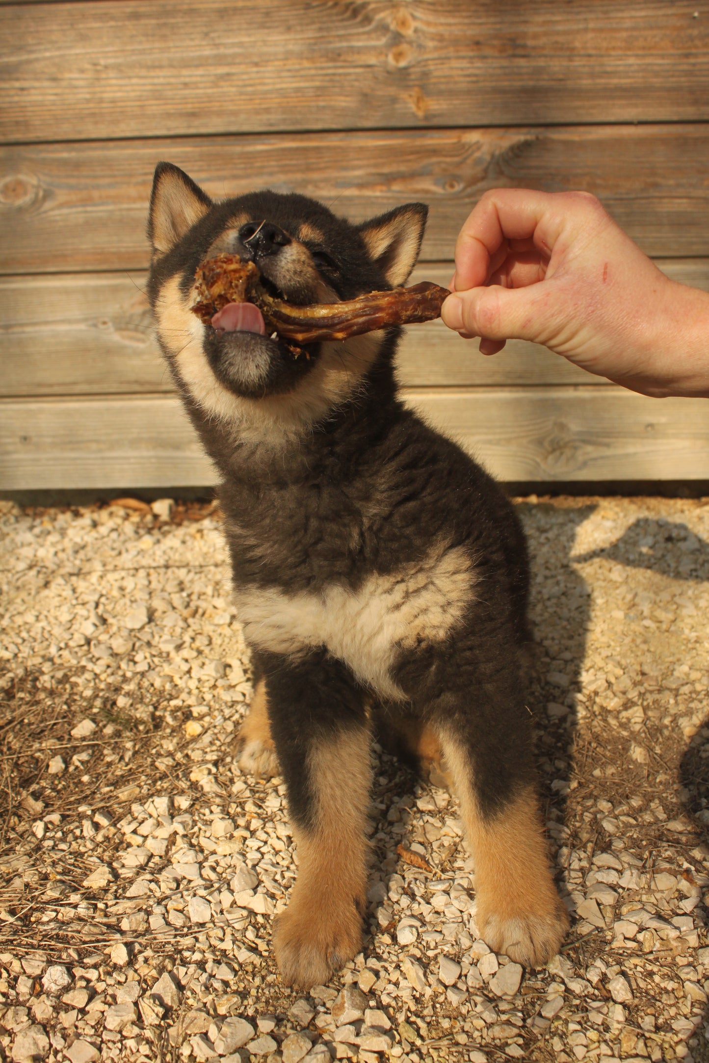 Cous de poulet friandise naturelle pour chien