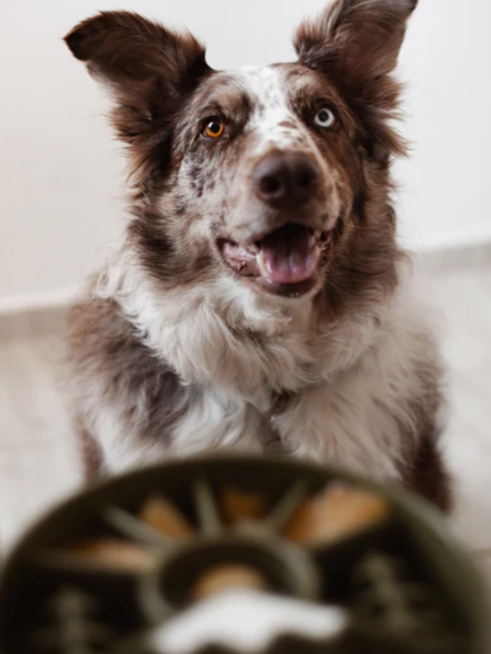 Gamelle d'enrichissement - Montagne vert - SodaPup