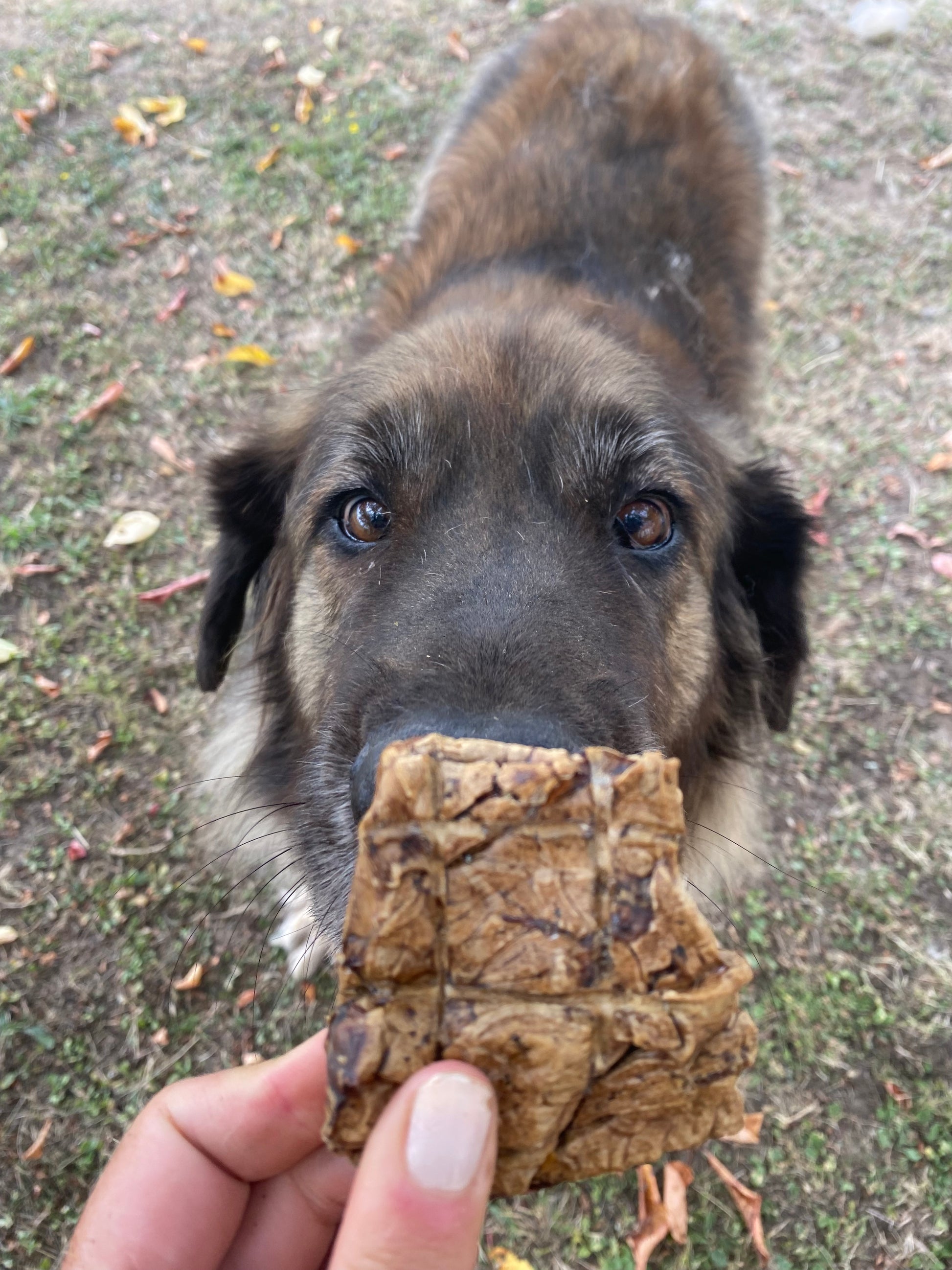 Poumon de porc friandise naturelle pour chien