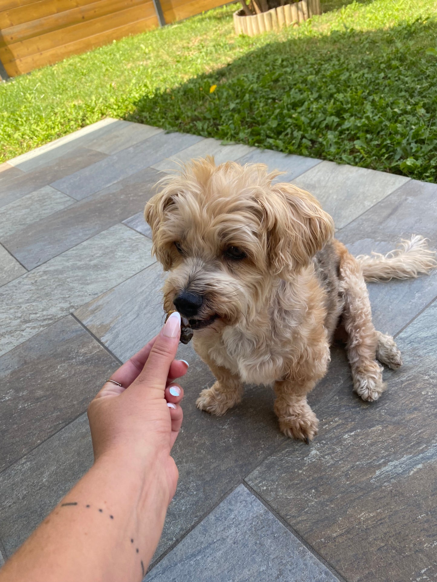 Coeur de poulet retour client friandise naturelle pour chien et chat