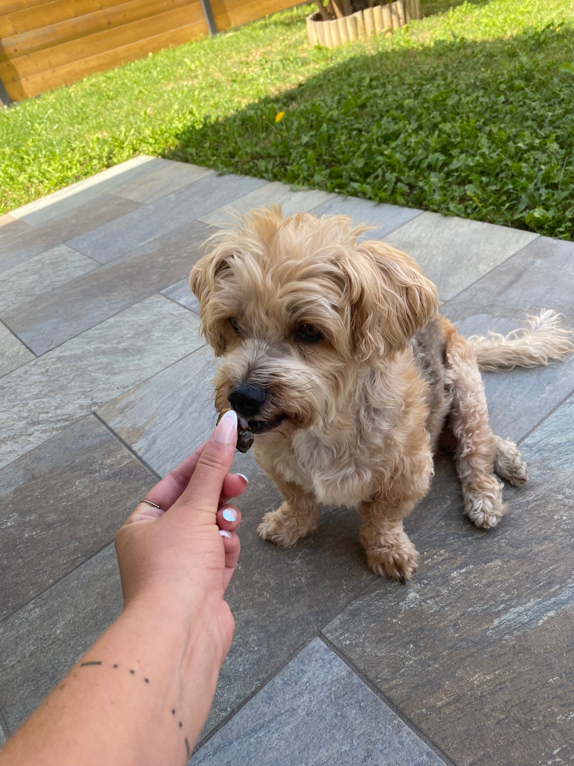 Coeur de poulet retour client friandise naturelle pour chien et chat