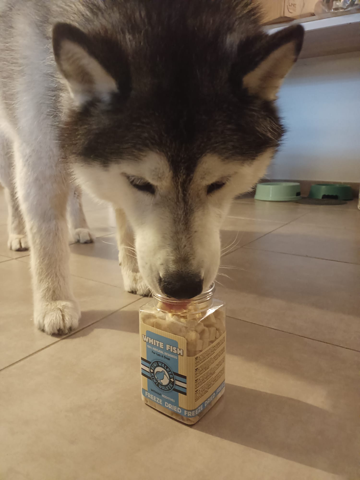 friandise lyophilisée poisson blanc parfait pour l'entrainement de nos chiens et nos chats