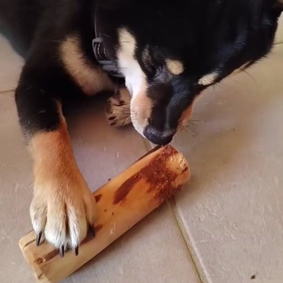 vidéo retour client bois d'olivier pour la mastication chien