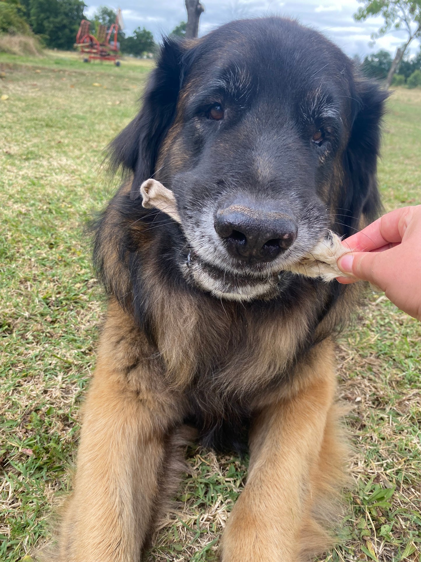 Oreille de lapin avec poils friandise naturelle pour chien