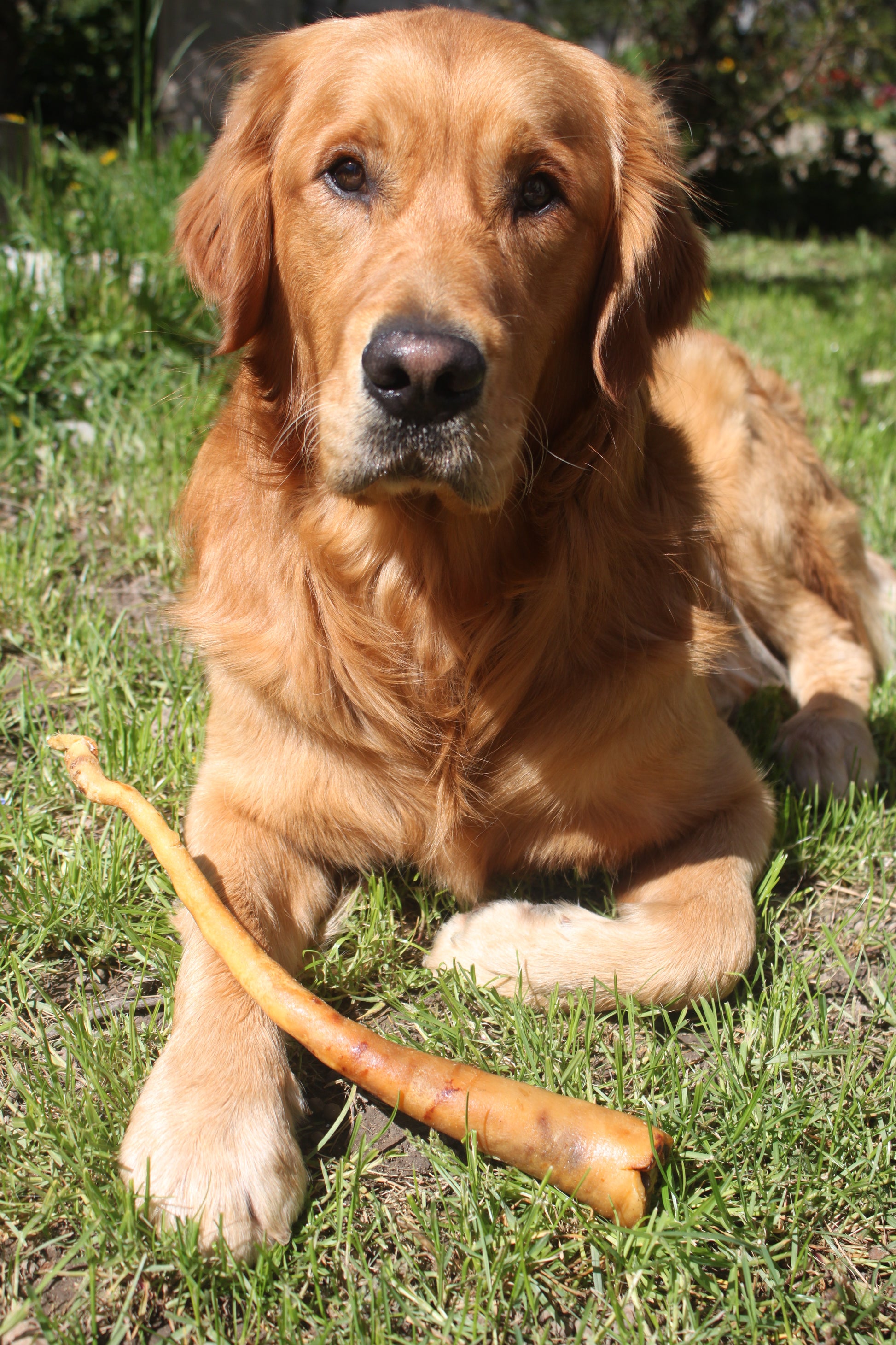 Queue de porc friandise naturelle pour chien